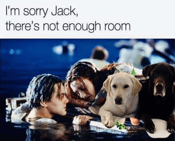 18. Dogs take precedence.