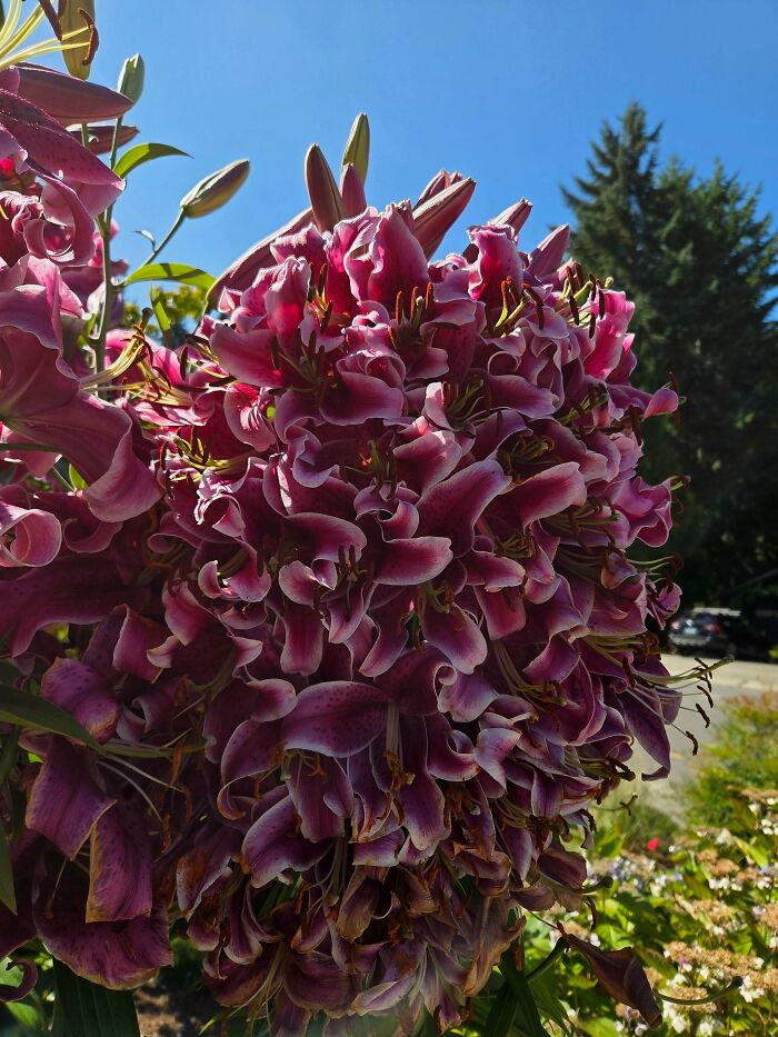 "Lily Finally Bloomed!"
