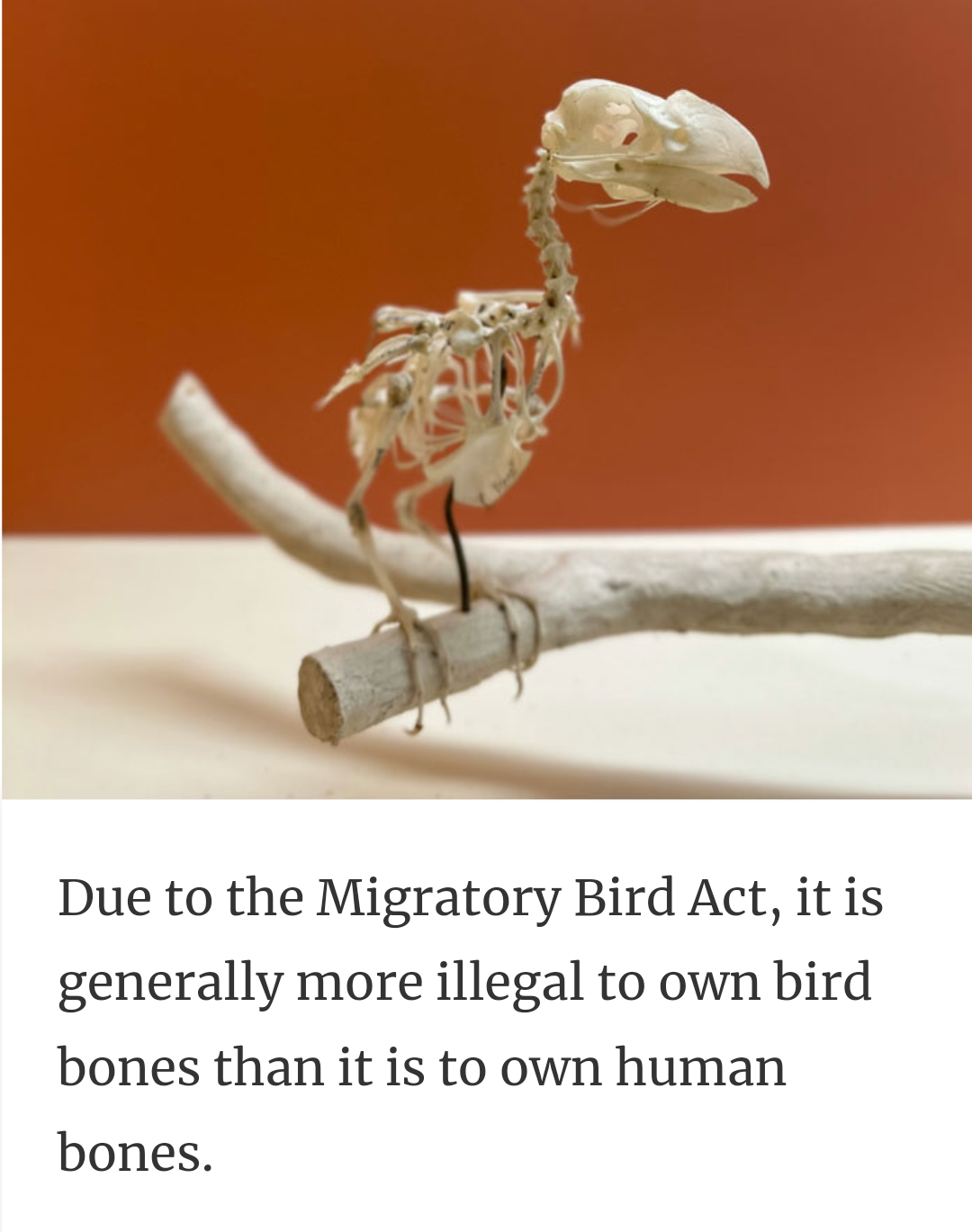 27. The Migratory Bird Act