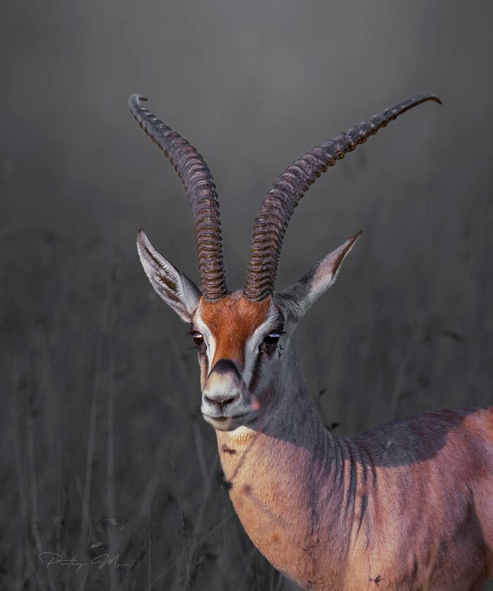 Grant's Gazelle
