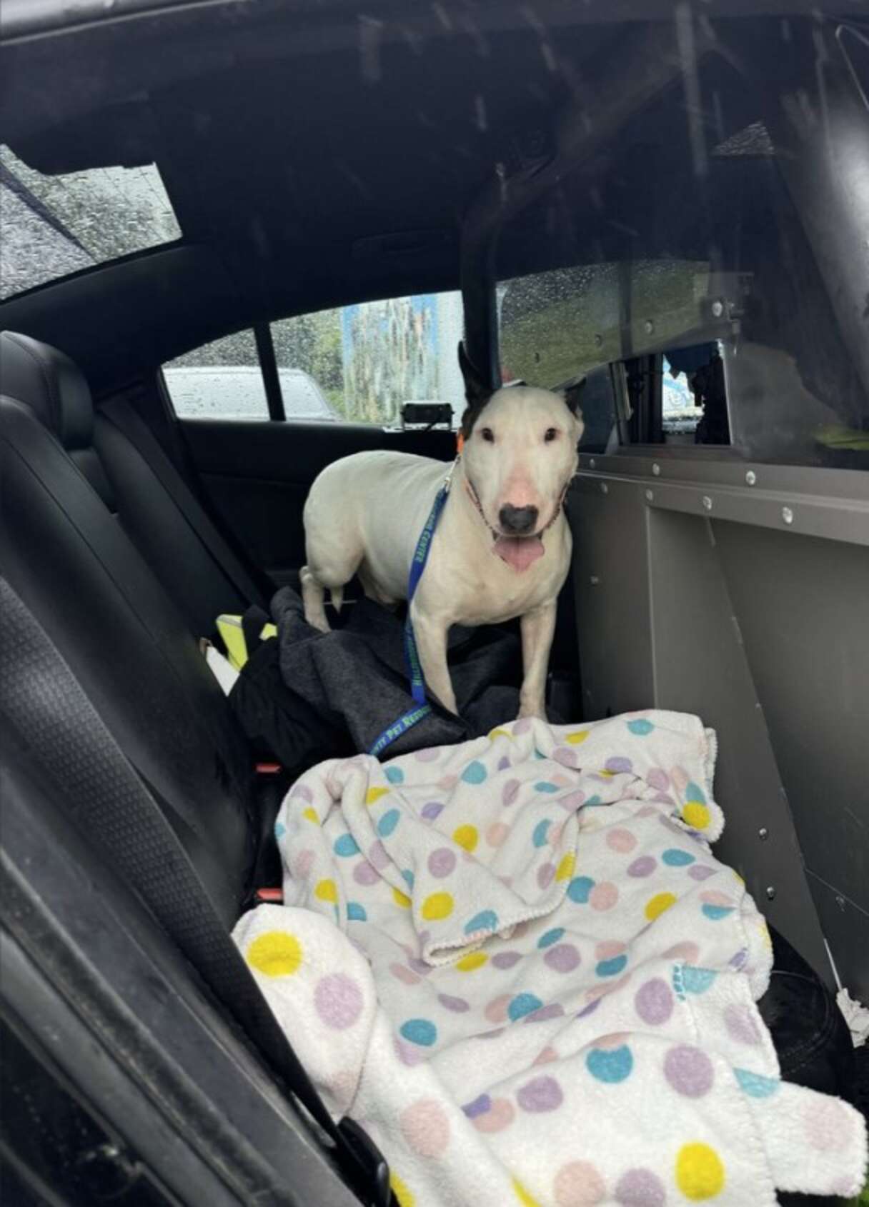The dog is safe and being well cared for.