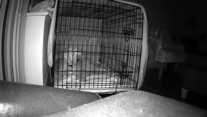 Amazon pet camera with night vision enabled for secure pet monitoring.