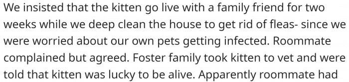 The cat went to a foster family for two weeks, and they took it to a vet. What the vet said was very disturbing.