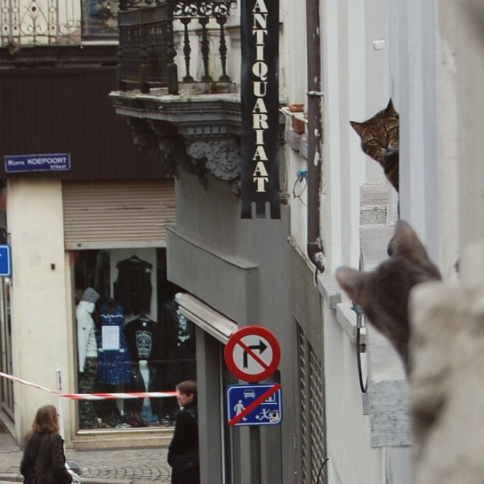 50. The definition of sworn enemies in one picture.