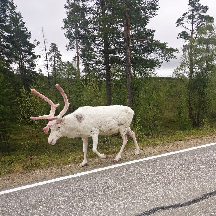 34. During a trip to Finnish Lapland, the incredible opportunity to spot an albino reindeer.