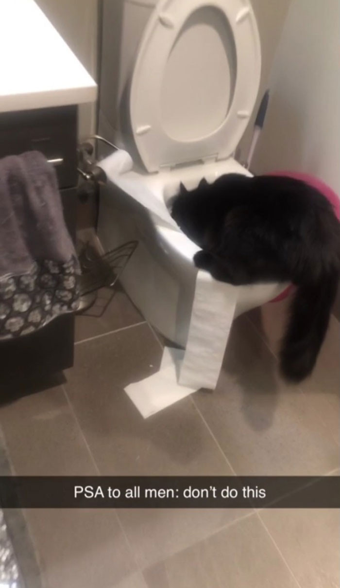 "Every Single Time My Boyfriend Leaves The Toilet Seat Up, My Cat Will Put The Entire Roll Of Toilet Paper Into The Bowl"