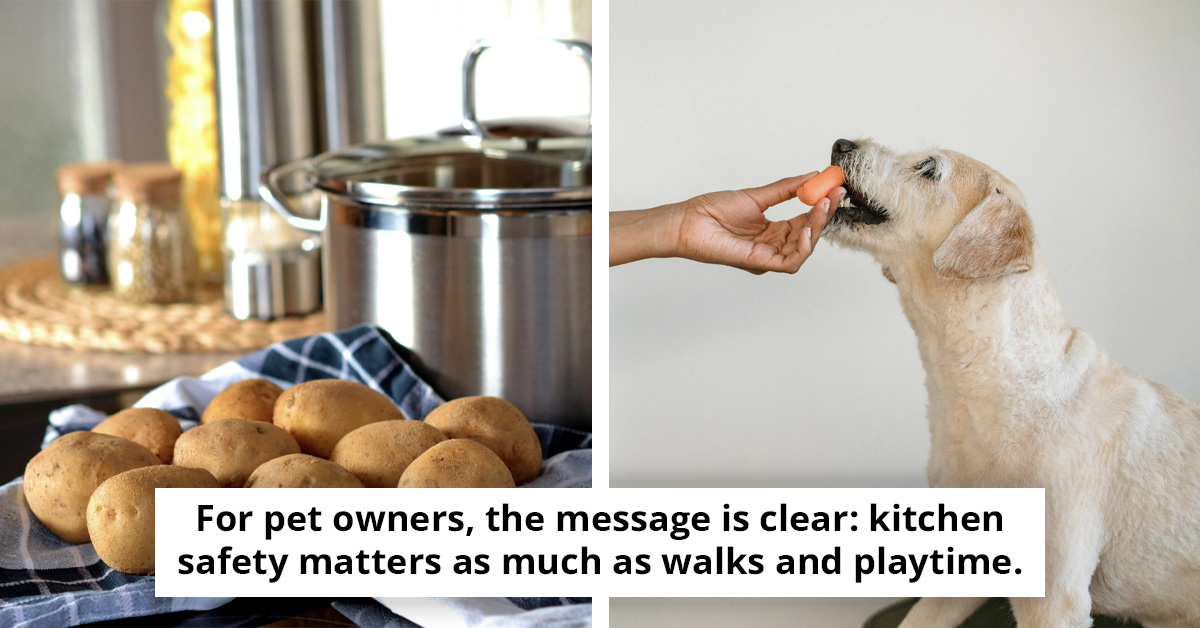 Vet Warns Dog Owners About Hidden Dangers of Common Kitchen Foods