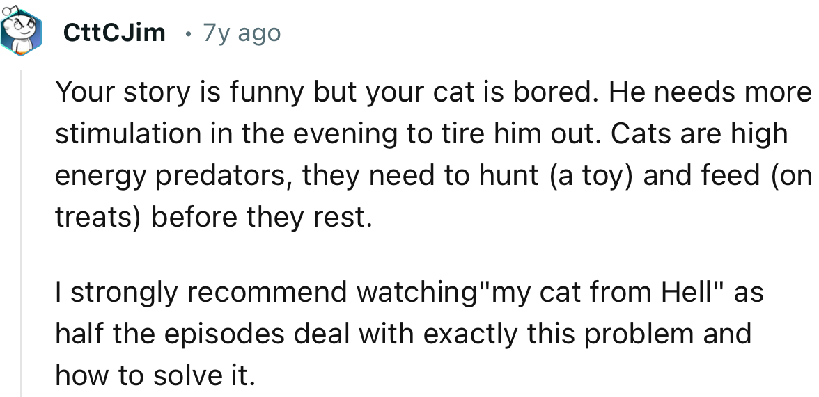 “Your story is funny, but your cat is bored. He needs more stimulation in the evening to tire him out.”