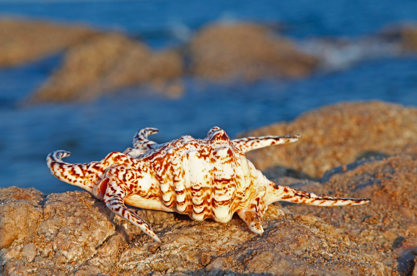 A nice treat for Dad.