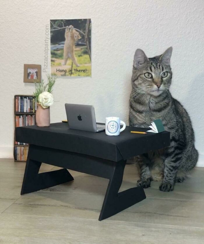 26. I Made My Cat A Home Office