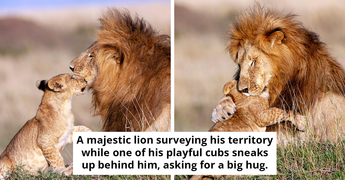 Lion King Moment - Majestic Lion Embraces Cub In Heartwarming Scene