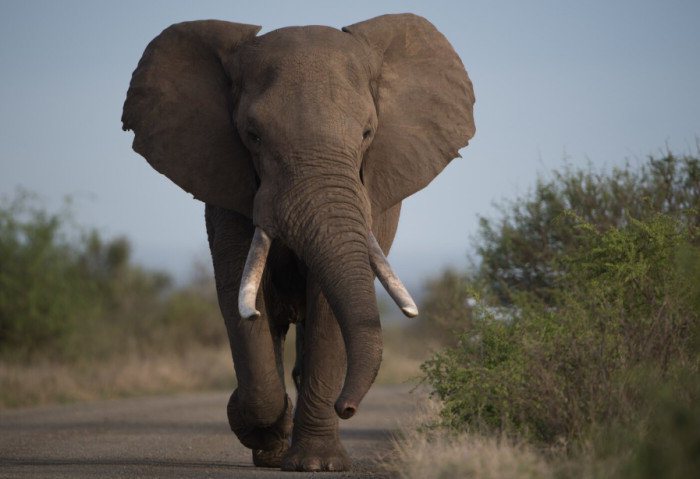 Easy Animal Trivia Questions