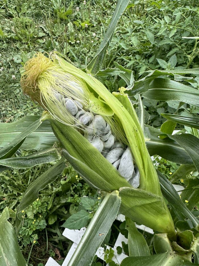 31. Growing Corn In My Garden And Thought My Corn Was Growing Rocks. What In The World Is This!?