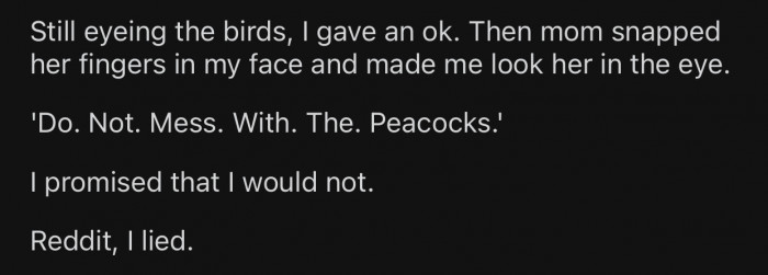 Despite promising not to mess with the peacocks, OP ended up getting herself into some trouble.