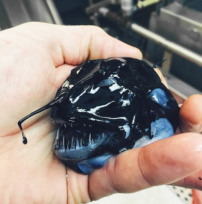 49. The sea creature.