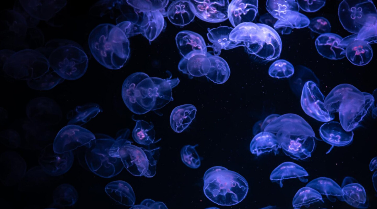 The Most Dangerous Jellyfish in the World Can Ki** You in Five Minutes