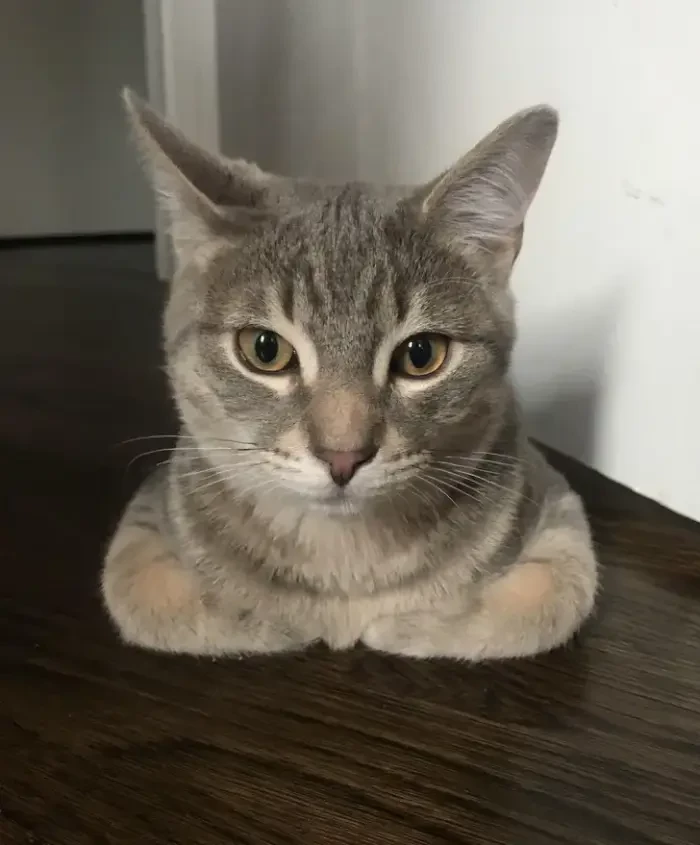 21. Where's the rest of this feline?