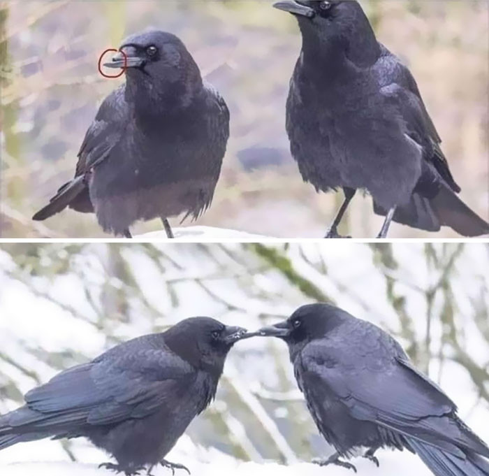 "These Birbs Love Each Other Even Through Disability"