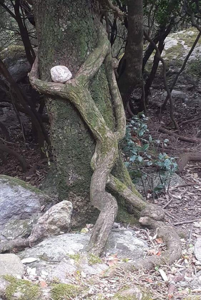 12. “I love you, my fellow tree”