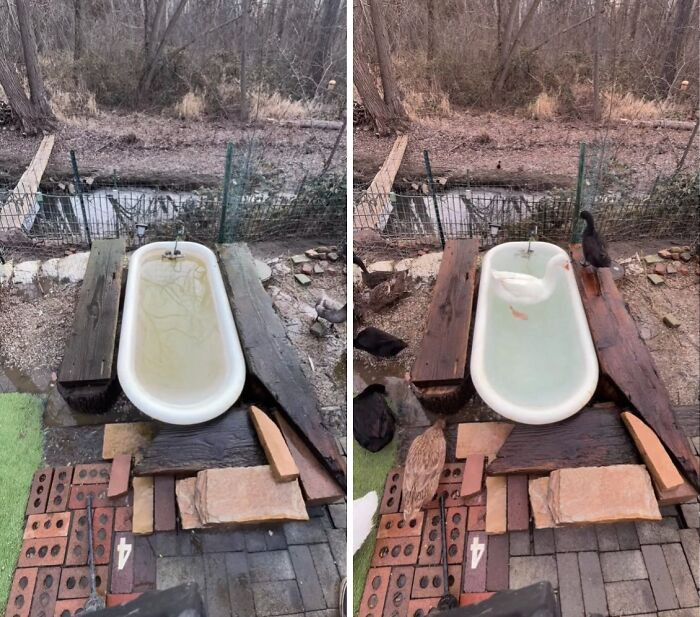 "Cleaning The Claw Foot Tub For My Ducks"