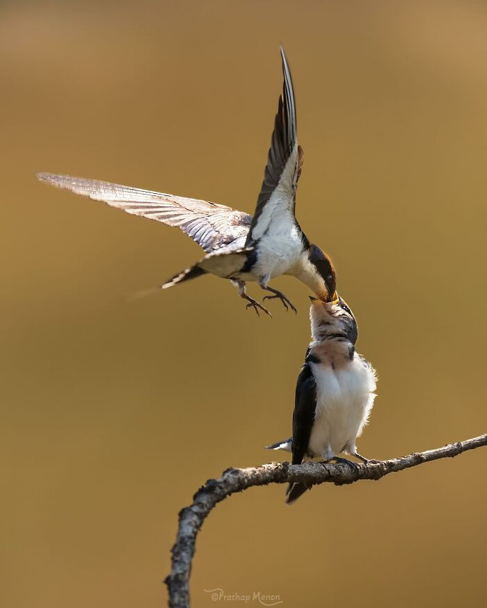Mother Swallow Feeding Her Offspring