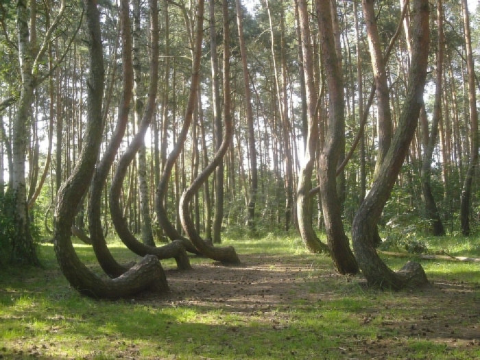 Tourists visiting Gryfino Crooked Forest, twisted pines along a path.