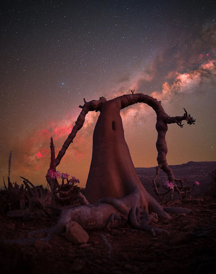 The Lone Tree Award: The 'Queen' Socotran Bottle Tree (Dendrosicyos Socotranus), Socotra, Yemen, By Benjamin Barakat