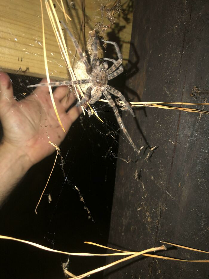 Huge Nope. That’s My Husband’s Hand For Perspective. This Thing Was Massive. Found In The Woods On The Eastern Shore Of MD