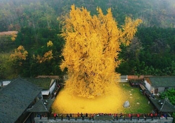 13. The ancient Ginkgo tree, standing for over 1,400 years in Xi'an, China, beckons visitors from across the nation, attracting thousands annually.