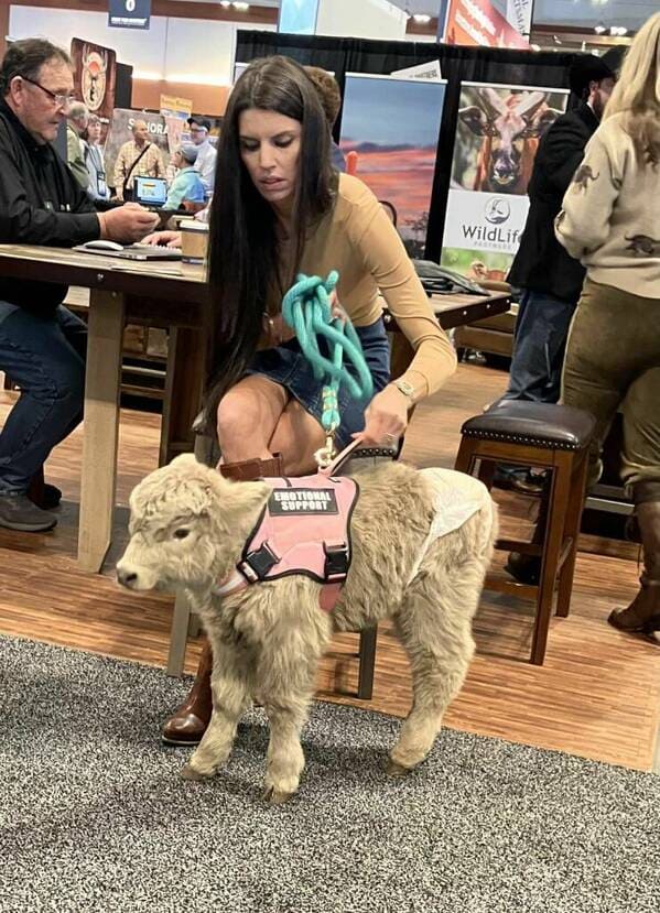 46. An emotional support calf