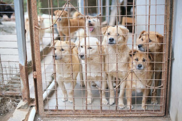 Consider adopting a pet from a shelter.
