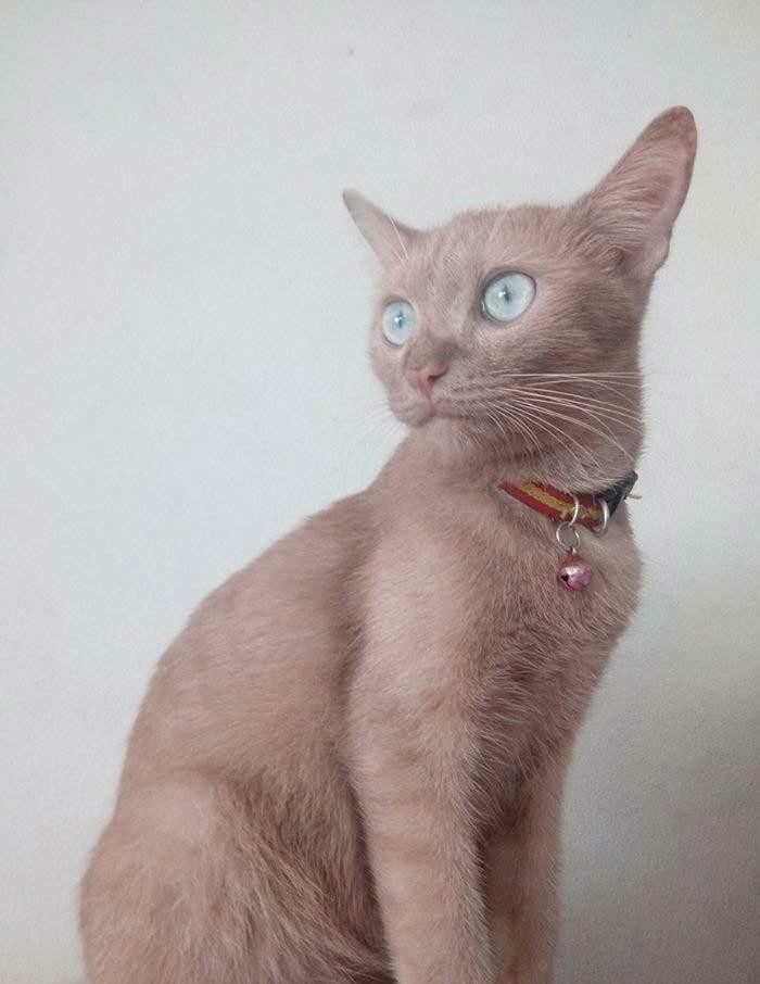 "This Cat Has Very Rare Lilac Colouration"