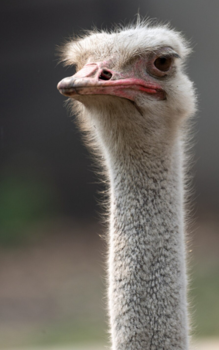 Animal Trivia Questions for Kids