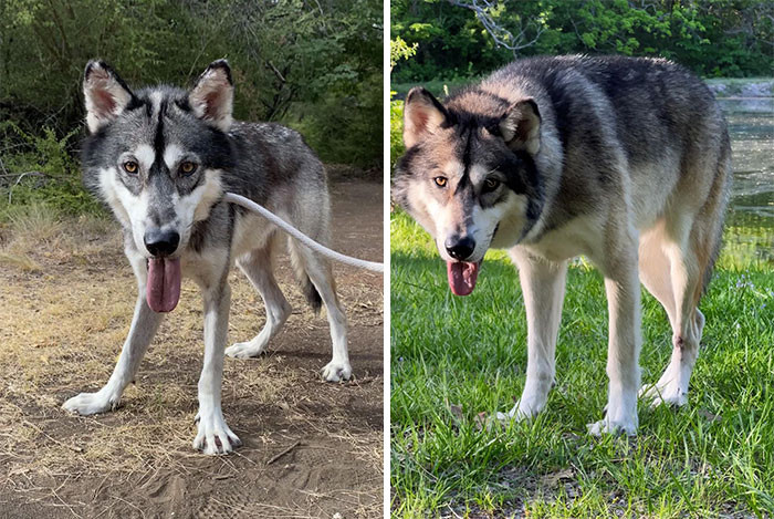 "The Second Day I Brought Kenai Home vs. Now"