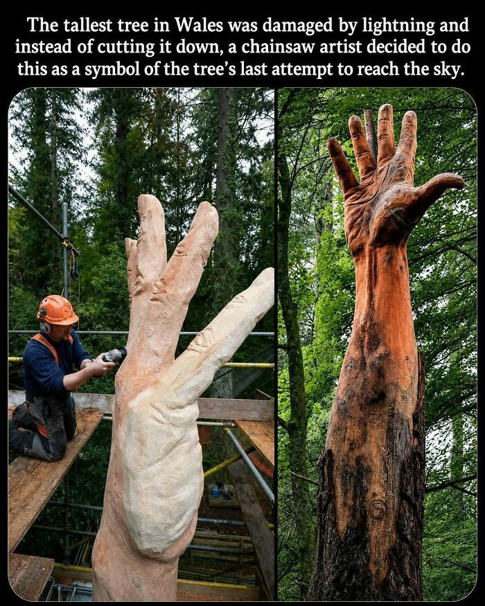 "Imagine Turning A Damaged Tree Into Something That Tells A Story For Generations"