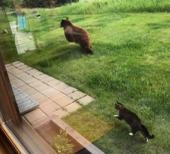 "Just Another Day In Montana: A Cat Chasing A Bear Out Of The Backyard"