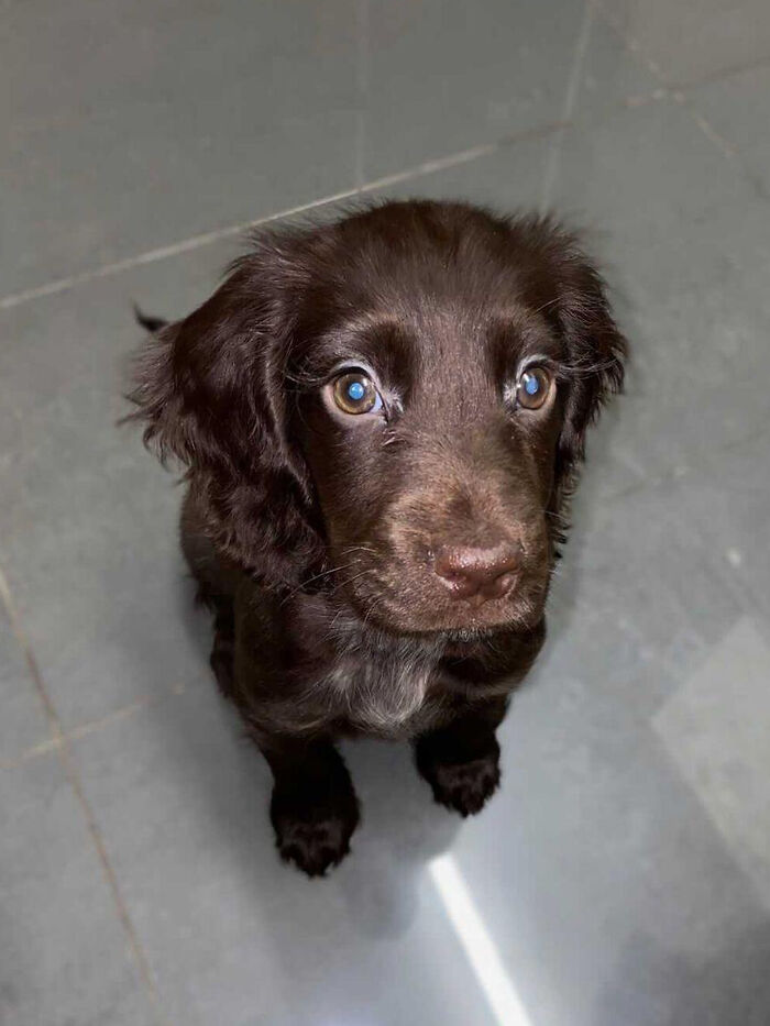 Mabel, the cocker spaniel, garnered widespread attention across the internet due to her remarkably lengthy eyelashes.