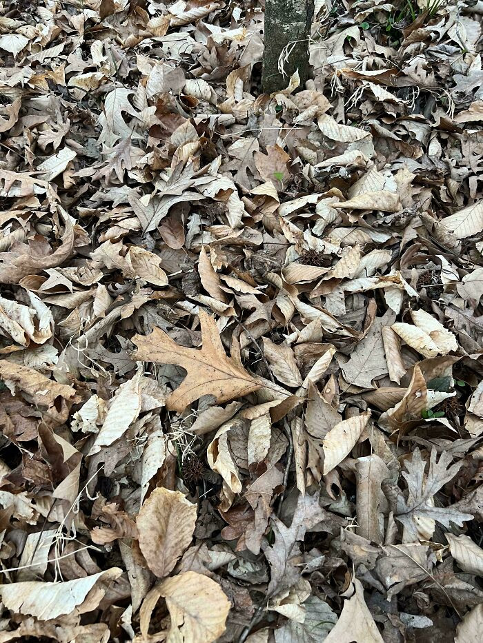 "Camouflaging."