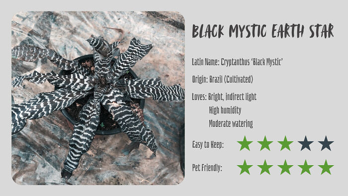 Black Mystic Earth Star (Cryptanthus ‘Black Mystic’)