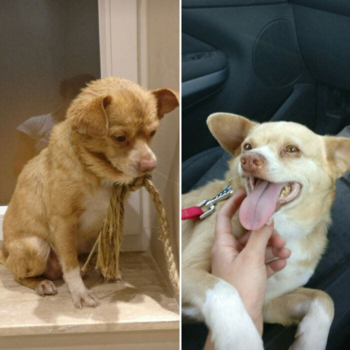 "The Night We Found Him On The Street, vs. 1 Week After Adoption. Reddit, Meet Pablo!"
