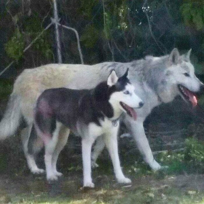 "Size Of A Husky vs. Size Of A Wolf"