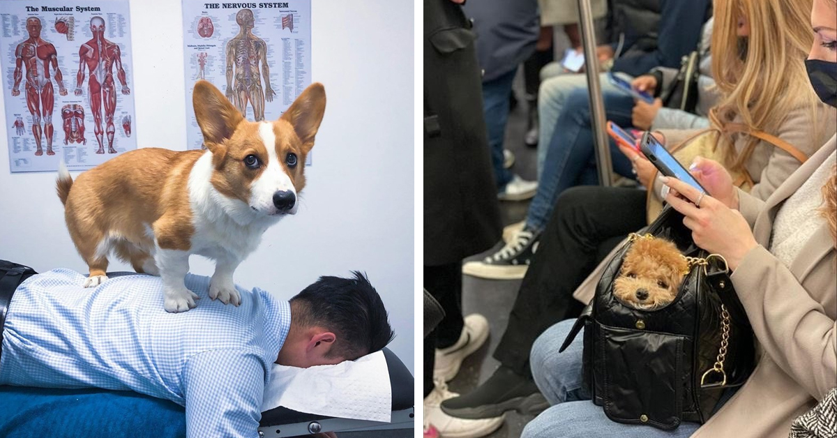 22 Heartwarming Pictures Of Overly Cute Dogs That'll Leave You Grinning From Ear To Ear