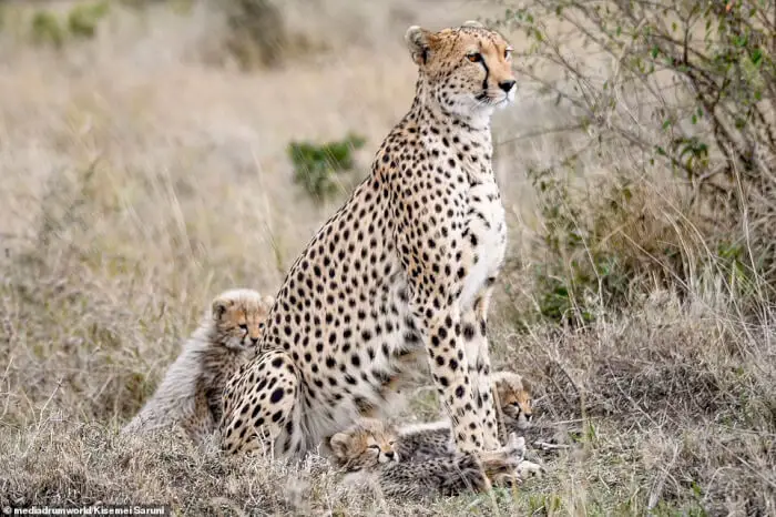 After making sure the danger was gone, the brave cheetah mother returned to her cubs and stood guard next to them to keep them safe.