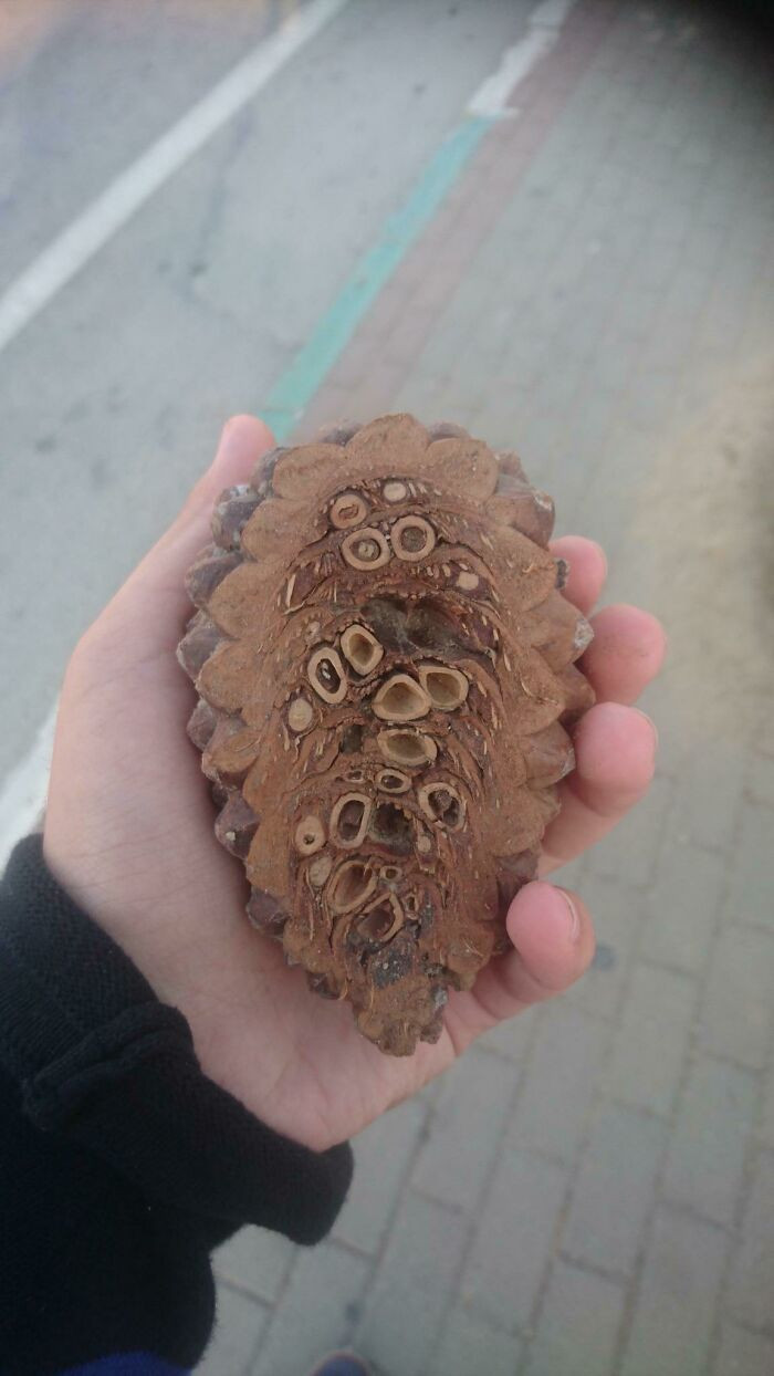 "This Is What The Inside Of A Pine Cone Looks Like"