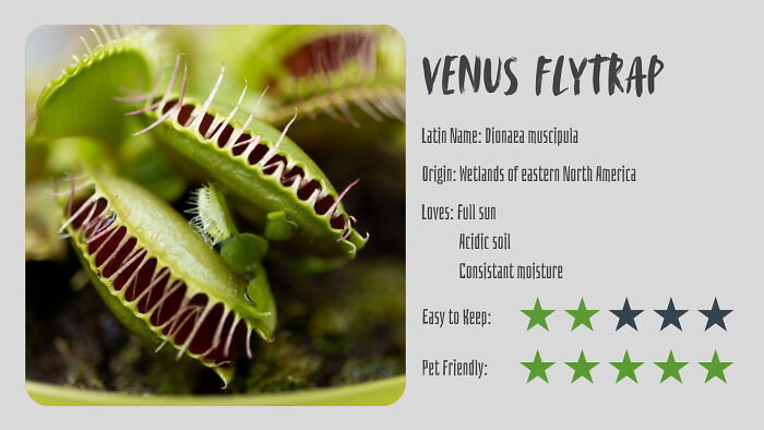 Venus Flytrap (Dionaea Muscipula)