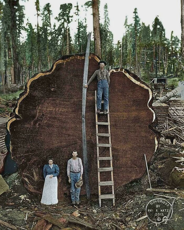 "A Family Poses In Front Of A 1,341-Year-Old Sequoia Tree Nicknamed 'Mark Twain' That Was Felled In 1892 After A Team Of Two Men Spent 13 Days Sawing It In The Pacific Northwest. The Giant Tree was 331 Feet Tall (100 Meters). It was cut down to "Prove Such A Large Tree Existed."