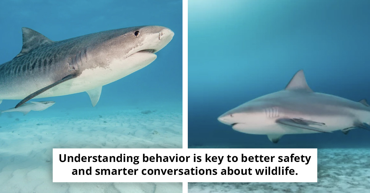 Revealed: The most notorious shark attack sites worldwide, with a leading hotspot in the US.