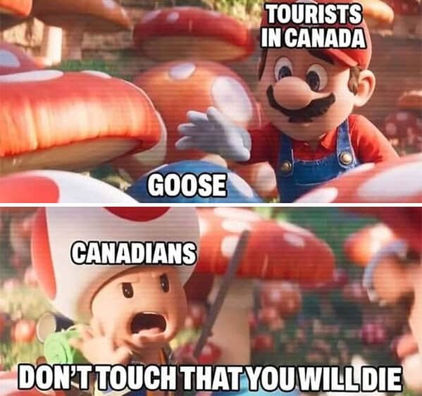 Canada Goose