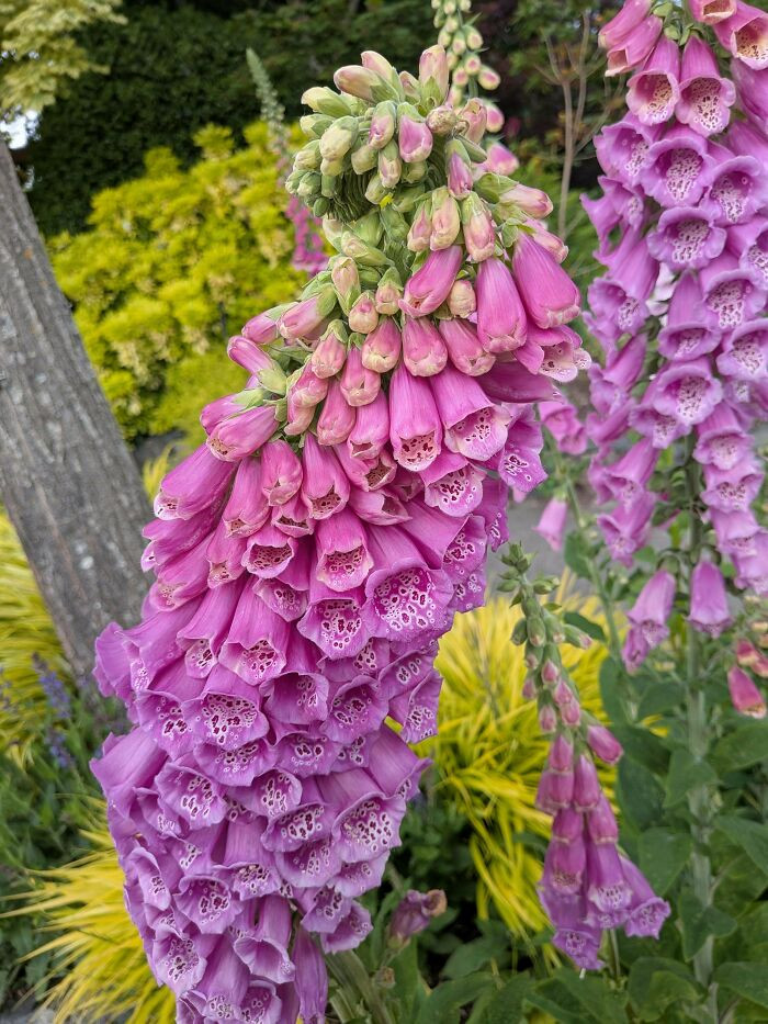 "Fasciated Foxglove"