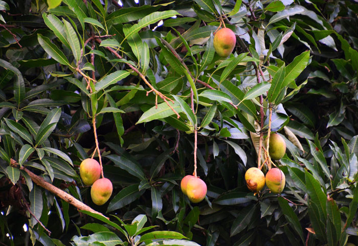 9. There’s a Micronesian island where all the inhabitants are color blind.